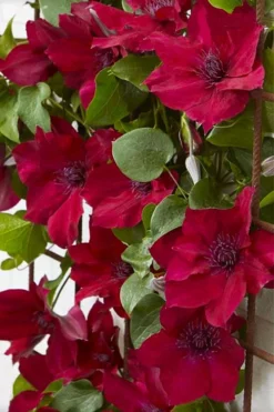 Nubia Clematis - 1 Gallon Pot -Plant Promotion Store clematis nubia 4