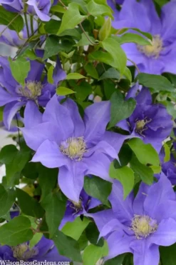 Olympia Clematis - 1 Gallon Pot -Plant Promotion Store clematis olympia 2