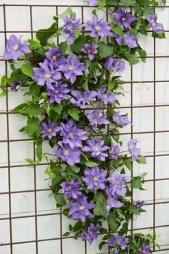 Olympia Clematis - 1 Gallon Pot -Plant Promotion Store clematis olympia 6