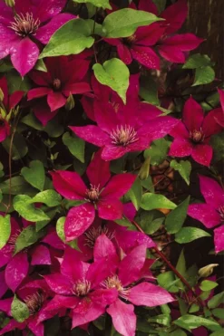 Picardy Clematis - 1 Gallon Pot -Plant Promotion Store clematis picardy 9