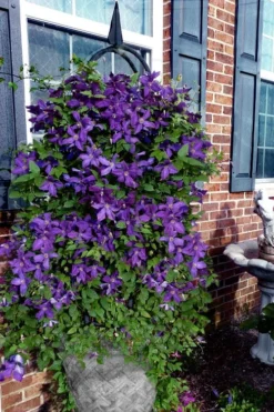 Polish Spirit Clematis - 1 Gallon Pot -Plant Promotion Store clematis polish spirit 10