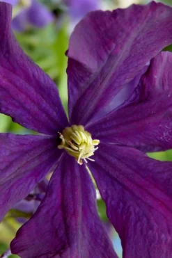 Polish Spirit Clematis - 1 Gallon Pot -Plant Promotion Store clematis polish spirit 5