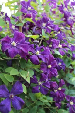 Polish Spirit Clematis - 1 Gallon Pot -Plant Promotion Store clematis polish spirit 6