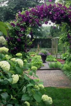 Polish Spirit Clematis - 1 Gallon Pot -Plant Promotion Store clematis polish spirit 7