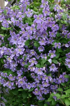Prince Charles Clematis - 1 Gallon Pot -Plant Promotion Store clematis prince charles 1