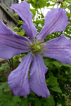Prince Charles Clematis - 1 Gallon Pot -Plant Promotion Store clematis prince charles 4