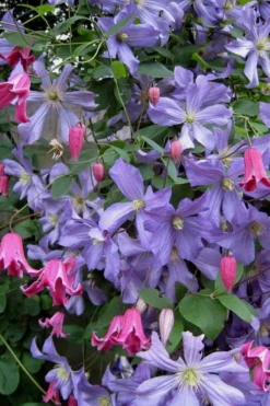 Prince Charles Clematis - 1 Gallon Pot -Plant Promotion Store clematis prince charles 6