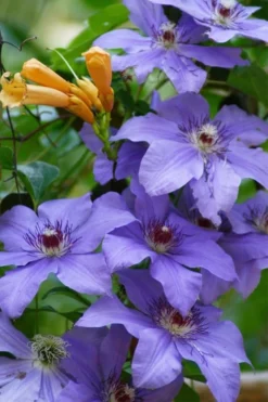 Ramona Clematis - 1 Gallon Pot 10 Ramona Clematis - 1 Gallon Pot -Plant Promotion Store clematis ramona 10