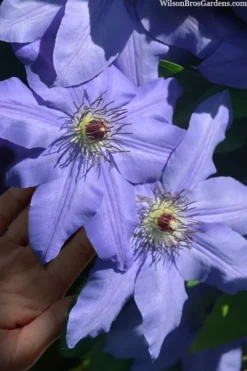 Ramona Clematis - 1 Gallon Pot 11 Ramona Clematis - 1 Gallon Pot -Plant Promotion Store clematis ramona 15