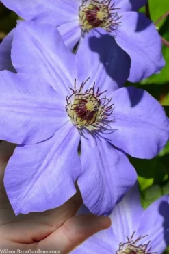 Ramona Clematis - 1 Gallon Pot 13 Ramona Clematis - 1 Gallon Pot -Plant Promotion Store clematis ramona 9