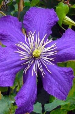 Rhapsody Clematis - 1 Gallon Pot -Plant Promotion Store clematis rhapsody 3