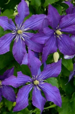 Rhapsody Clematis - 1 Gallon Pot -Plant Promotion Store clematis rhapsody 4