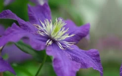 Rhapsody Clematis - 1 Gallon Pot -Plant Promotion Store clematis rhapsody 5