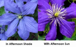 Rhapsody Clematis - 1 Gallon Pot -Plant Promotion Store clematis rhapsody 9
