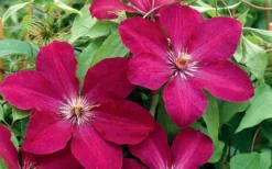 Rouge Cardinal Clematis - 1 Gallon Pot 9 Rouge Cardinal Clematis - 1 Gallon Pot -Plant Promotion Store clematis rouge cardinal 2