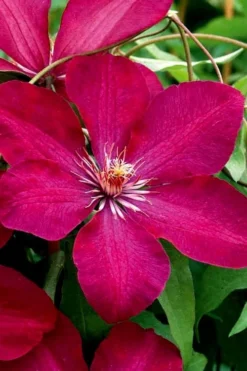 Rouge Cardinal Clematis - 1 Gallon Pot 8 Rouge Cardinal Clematis - 1 Gallon Pot -Plant Promotion Store clematis rouge cardinal 3