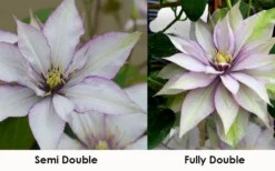 Samaritan Jo Clematis - 1 Gallon Pot -Plant Promotion Store clematis samaritan jo 8