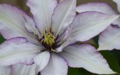 Samaritan Jo Clematis - 1 Gallon Pot -Plant Promotion Store clematis samaritan joe 1