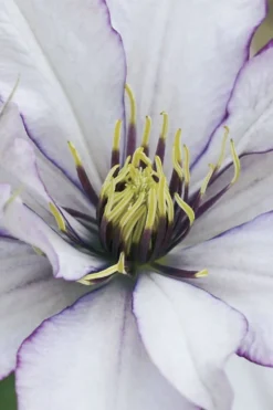 Samaritan Jo Clematis - 1 Gallon Pot -Plant Promotion Store clematis samaritan joe 4