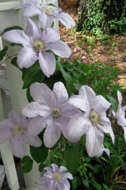 Silver Moon Clematis - 1 Gallon Pot -Plant Promotion Store clematis silver moon 3