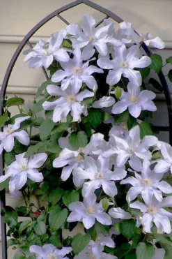 Silver Moon Clematis - 1 Gallon Pot -Plant Promotion Store clematis silver moon 7