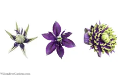 Taiga Clematis - 3 Gallon Pot -Plant Promotion Store clematis taiga 24