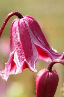 Etioile Rose Clematis - 1 Gallon Pot -Plant Promotion Store clematis texensis etoile rose 1