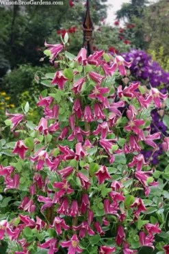 Etioile Rose Clematis - 1 Gallon Pot -Plant Promotion Store clematis texensis etoile rose 4