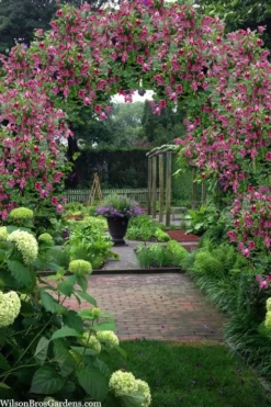 Etioile Rose Clematis - 1 Gallon Pot -Plant Promotion Store clematis texensis etoile rose 5