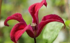 Gravetye Beauty Clematis - 1 Gallon Pot -Plant Promotion Store clematis texensis gravetye beauty 4