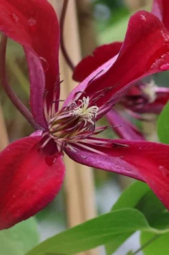 Gravetye Beauty Clematis - 1 Gallon Pot -Plant Promotion Store clematis texensis gravetye beauty 6