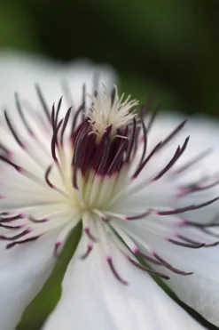 The Countess Of Wessex Clematis - 1 Gallon Pot -Plant Promotion Store clematis the countess of wessex 4