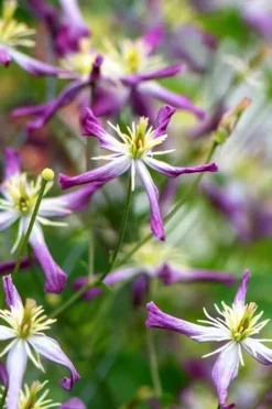 Rubromarginata Fragrant Clematis - 1 Gallon Pot -Plant Promotion Store clematis triternata rubromarginata 1