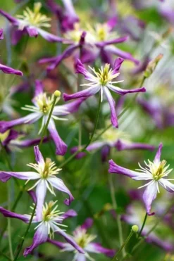 Rubromarginata Fragrant Clematis - 1 Gallon Pot -Plant Promotion Store clematis triternata rubromarginata 2