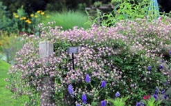 Rubromarginata Fragrant Clematis - 1 Gallon Pot -Plant Promotion Store clematis triternata rubromarginata 6