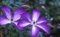 Venosa Violacea Clematis - 1 Gallon Pot -Plant Promotion Store clematis venosa violacea 1