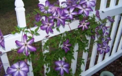 Venosa Violacea Clematis - 1 Gallon Pot -Plant Promotion Store clematis venosa violacea 4