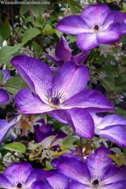 Venosa Violacea Clematis - 1 Gallon Pot -Plant Promotion Store clematis venosa violacea 7