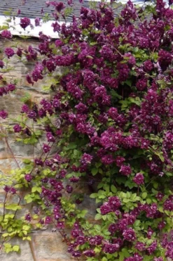 Purpurea Plena Elegans Clematis - 1 Gallon Pot -Plant Promotion Store clematis viticella purpurea plena elegans 1