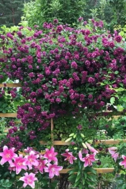 Purpurea Plena Elegans Clematis - 1 Gallon Pot -Plant Promotion Store clematis viticella purpurea plena elegans 3