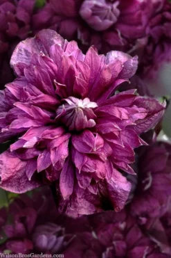 Purpurea Plena Elegans Clematis - 1 Gallon Pot -Plant Promotion Store clematis viticella purpurea plena elegans 8