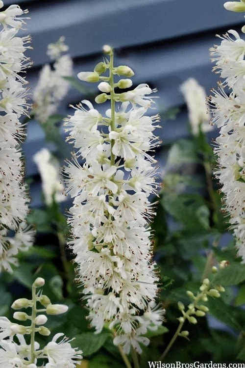 Sixteen Candles Summersweet (Clethra) - 1 Gallon Pot 1 Sixteen Candles Summersweet (Clethra) - 1 Gallon Pot