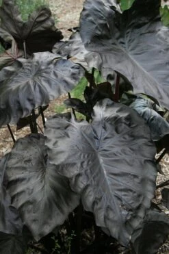 Royal Hawaiian Black Coral Elephant Ear (Colocasia) - 1 Gallon Pot -Plant Promotion Store colocasia esculenta black coral elephant ear 4