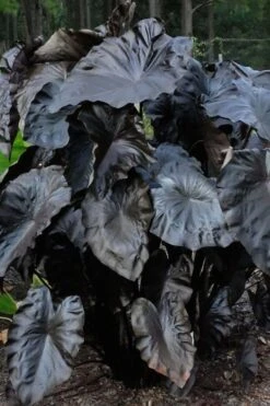Royal Hawaiian Black Coral Elephant Ear (Colocasia) - 1 Gallon Pot -Plant Promotion Store colocasia esculenta black coral elephant ear 6