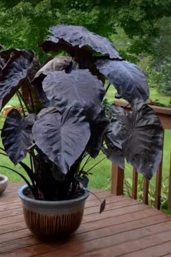 Royal Hawaiian Black Coral Elephant Ear (Colocasia) - 1 Gallon Pot -Plant Promotion Store colocasia esculenta black coral elephant ear 7