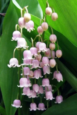 Pink Lily Of The Valley (Convallaria Majalis 'Rosea') - 1 Gallon Pot -Plant Promotion Store convallaria majalis rosea pink lily of the valley 1