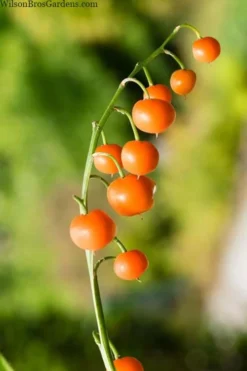 Pink Lily Of The Valley (Convallaria Majalis 'Rosea') - 1 Gallon Pot -Plant Promotion Store convallaria majalis rosea pink lily of the valley 5