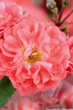 Coral Drift Groundcover Rose - 2 Gallon Pot -Plant Promotion Store coral drift rose 101