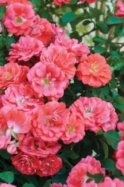Coral Drift Groundcover Rose - 2 Gallon Pot -Plant Promotion Store coral drift rose 102