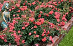 Coral Drift Groundcover Rose - 2 Gallon Pot -Plant Promotion Store coral drift rose 104